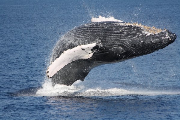 Adult humpback whale breaching.