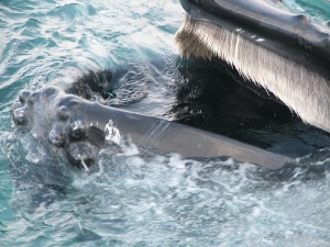 The baleen showing in a "mustache" whale